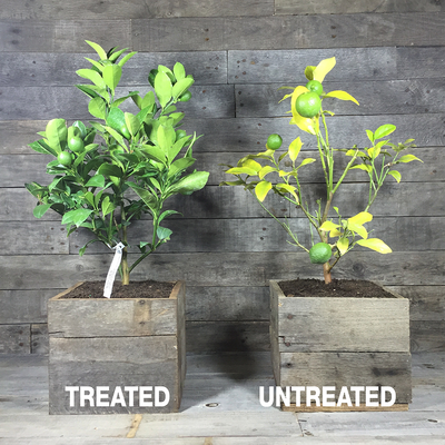 Citrus trees side by side showing treated with GrowScripts and untreated