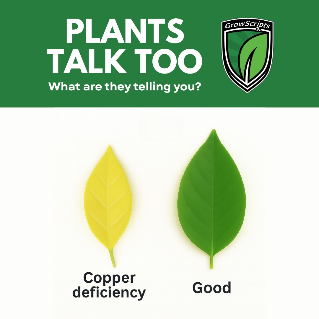 Comparison of a yellow leaf with copper deficiency and a green leaf labeled 'Good' on a white background, with 'GrowScripts' logo.