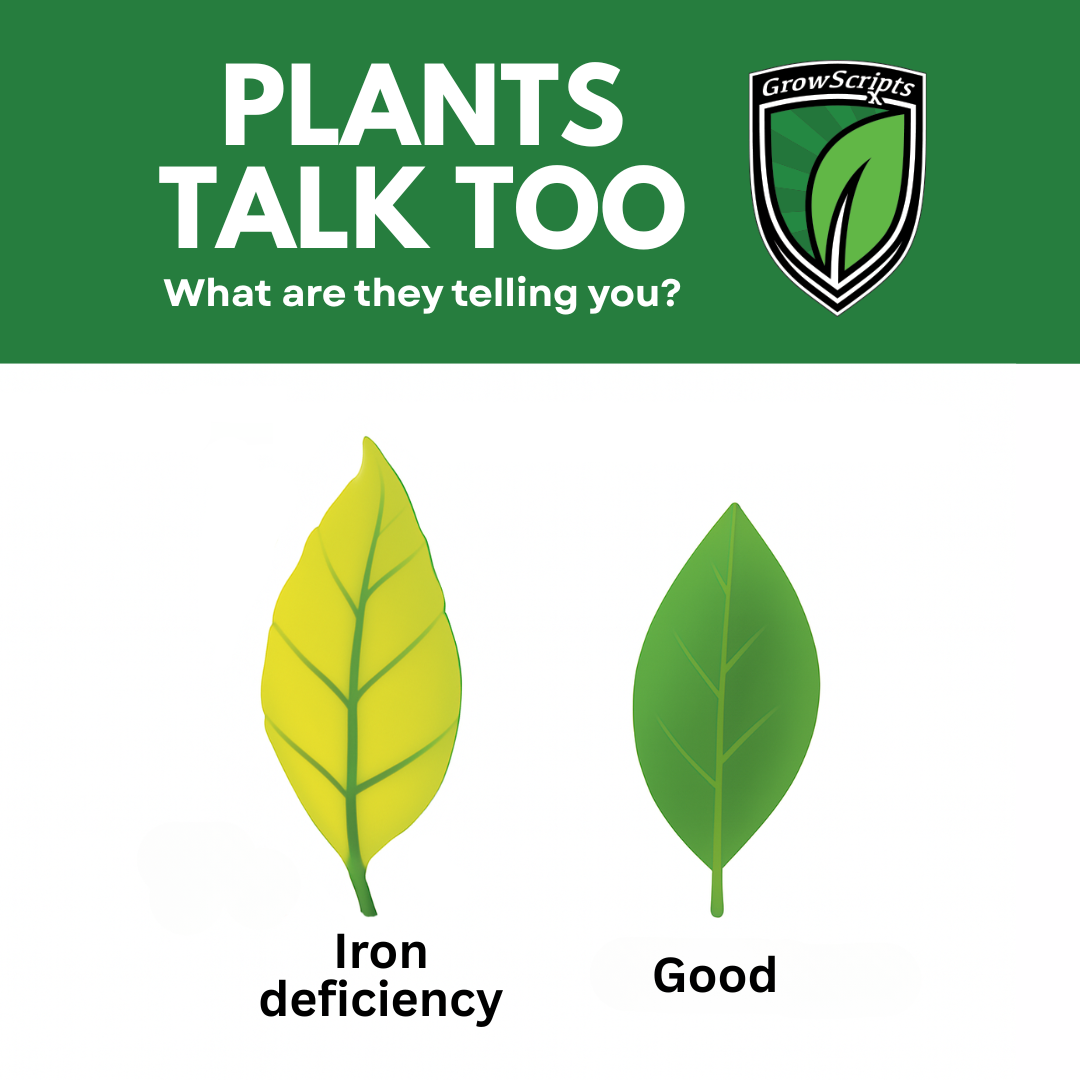 Two leaves labeled 'Iron deficiency' and 'Good' with a green background and GrowScripts logo.