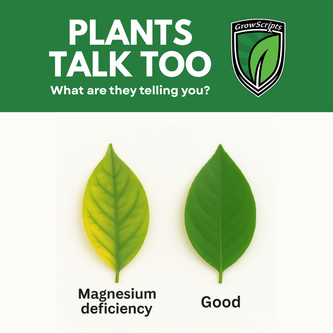 Two leaves labeled 'Magnesium deficiency' and 'Good' with 'GrowScripts' logo above.