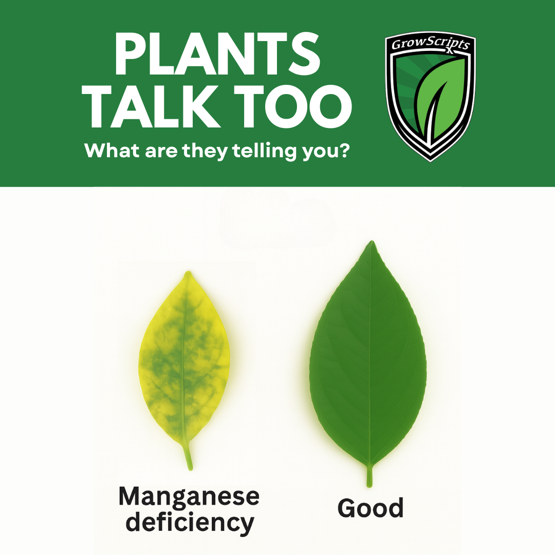 Two leaves, one with manganese deficiency and one with good health, on a white background with 'Grow Scripts' branding.