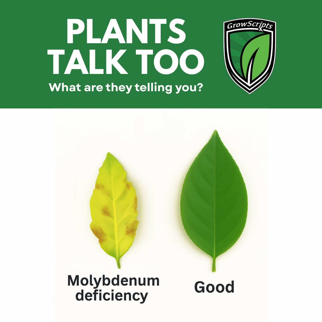 Two leaves, one with molybdenum deficiency and the other healthy, on a white background with 'Grow Scripts' branding.