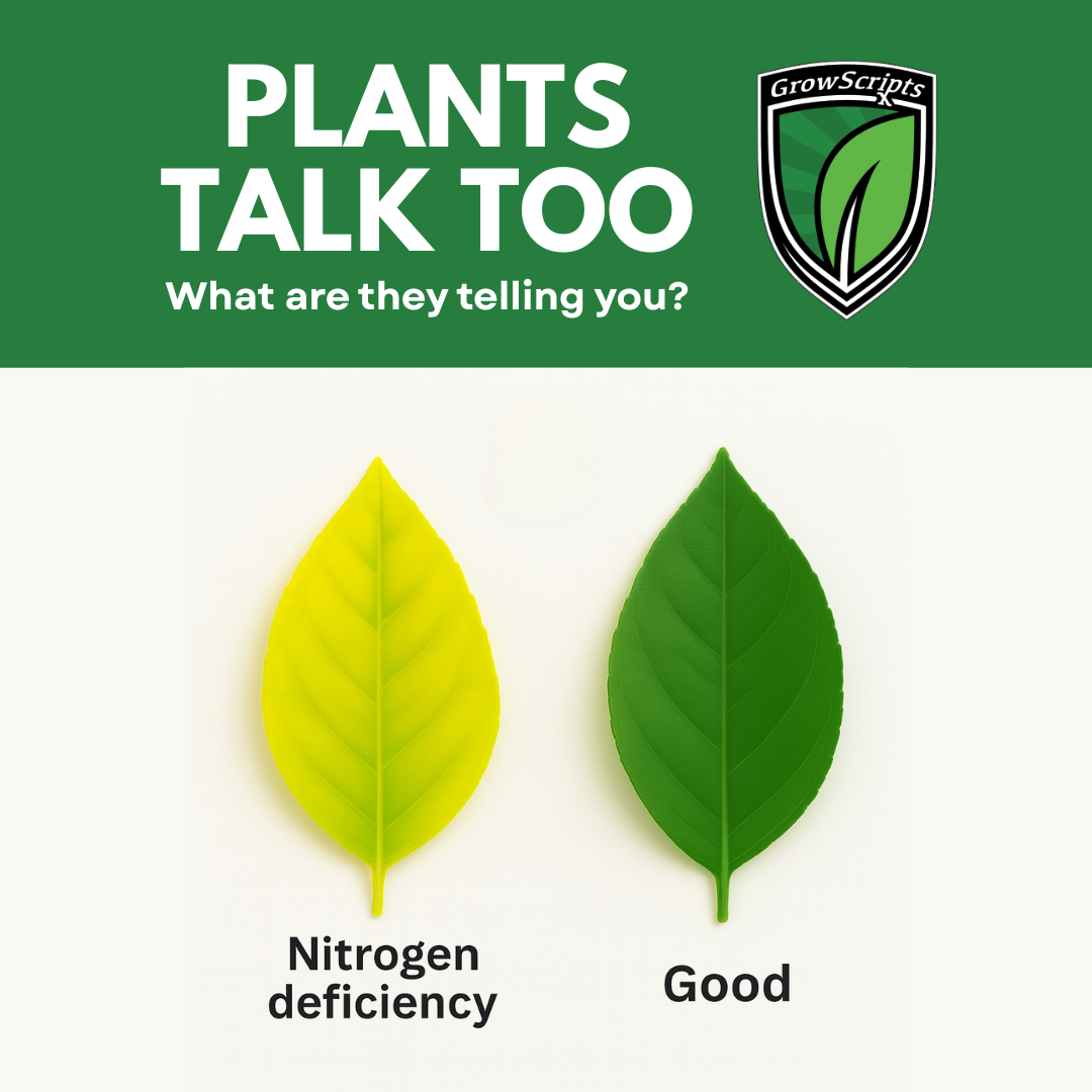 Two leaves, one yellow labeled 'Nitrogen deficiency' and one green labeled 'Good', with 'GrowScripts' logo above.