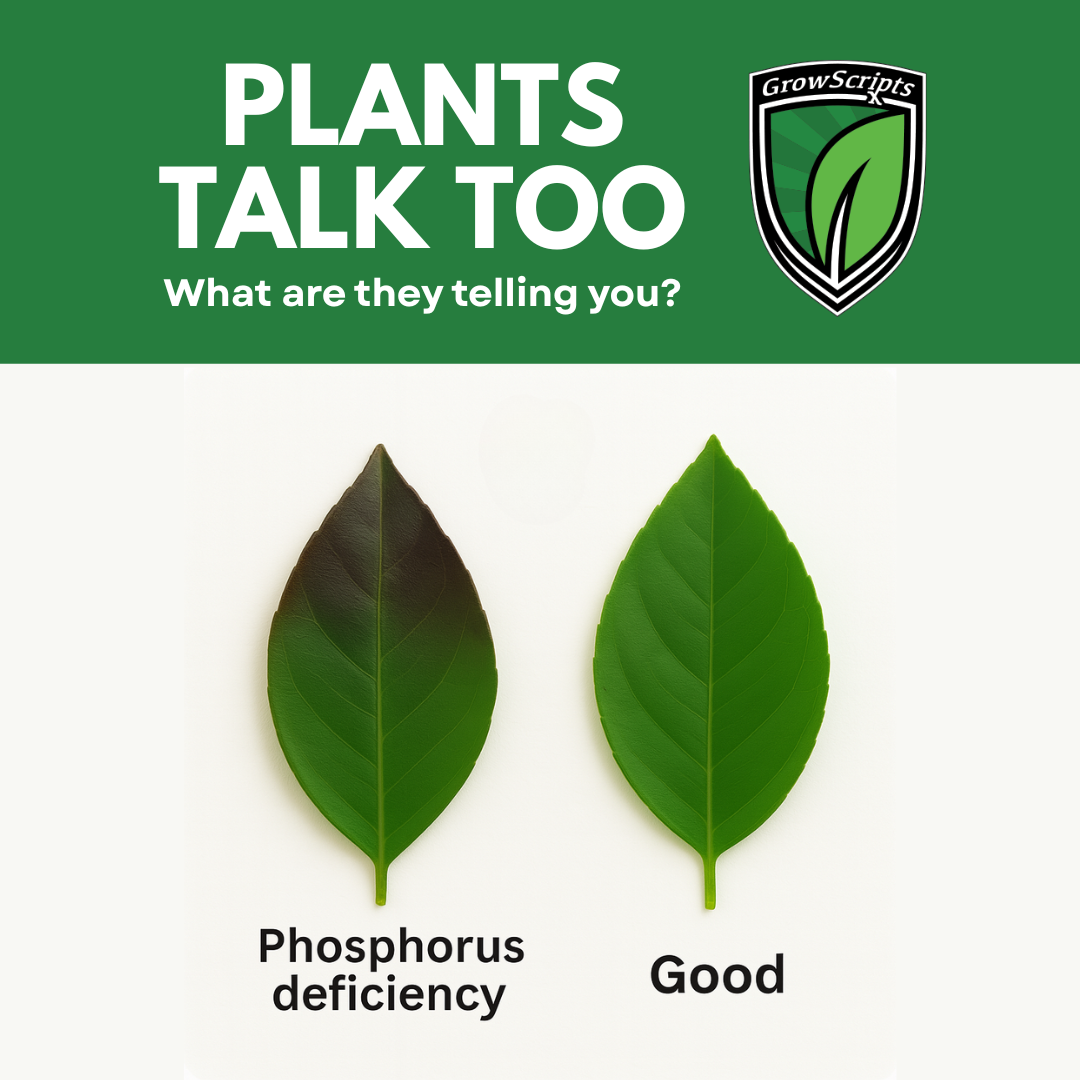 Two leaves labeled 'Phosphorus deficiency' and 'Good' with a green banner and GrowScripts logo.