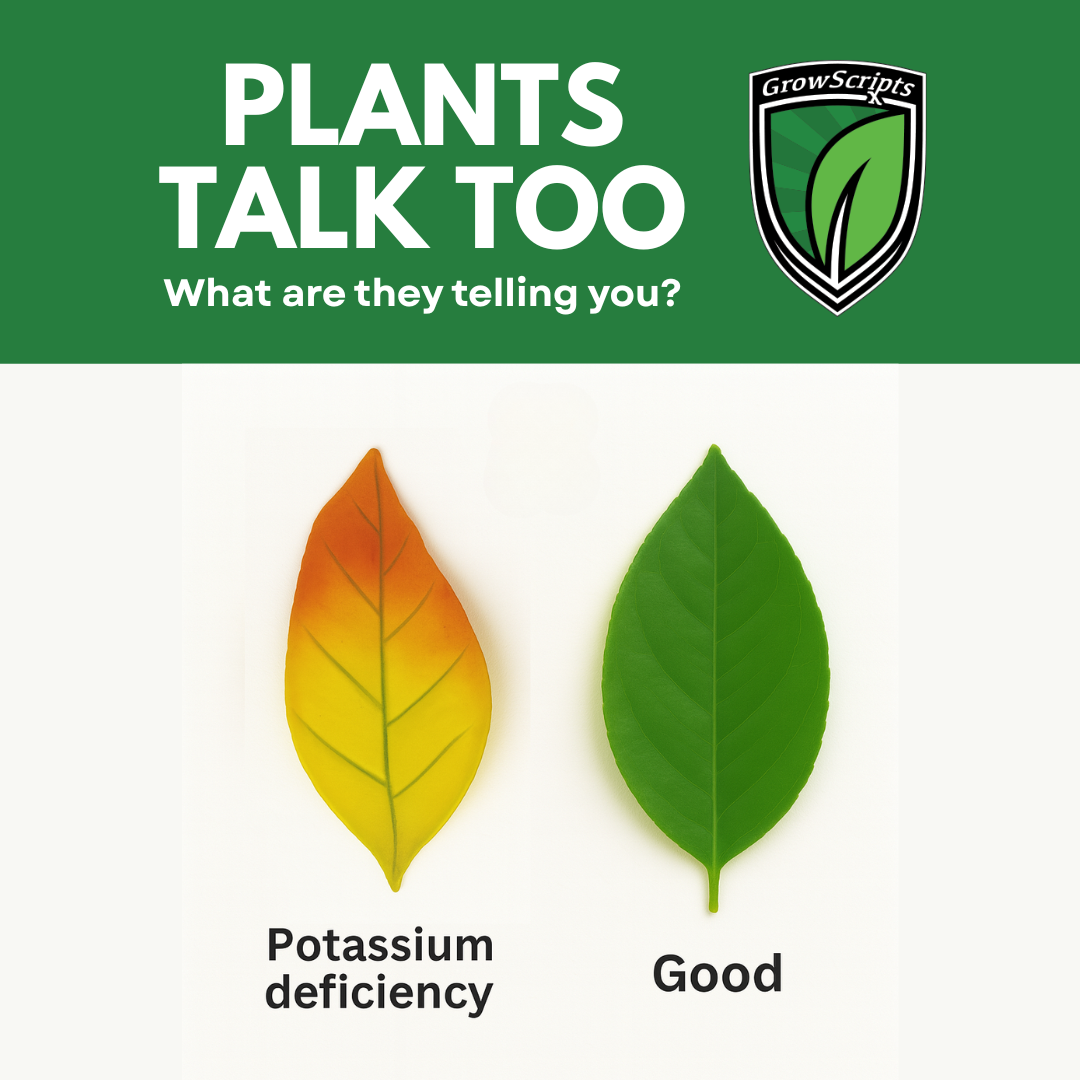 Two leaves, one yellow and orange with potassium deficiency and one green labeled 'Good', on a white background with 'Grow Scripts' branding.