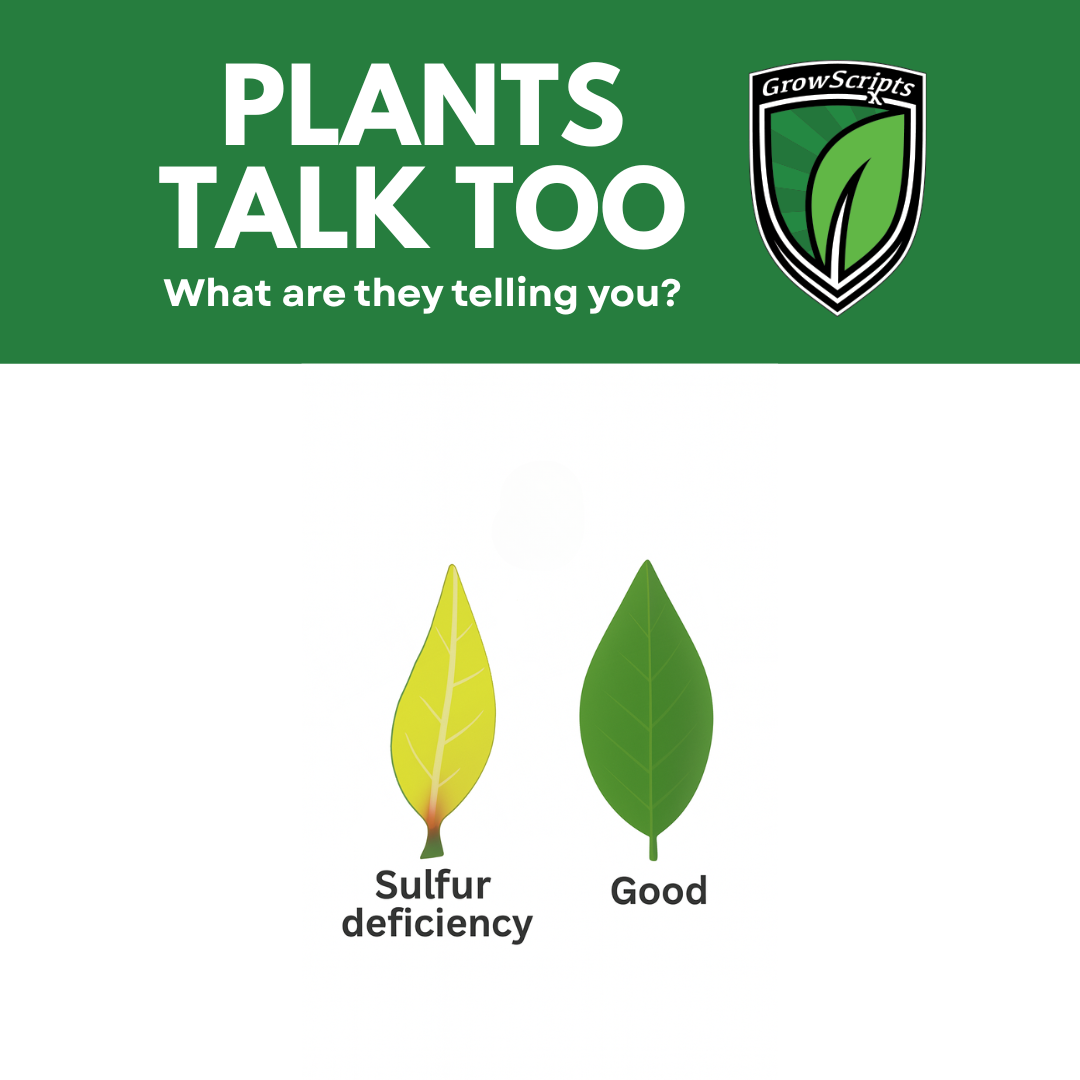 Illustration of two leaves with text about sulfur deficiency and 'Good' health, branded with GrowScripts.
