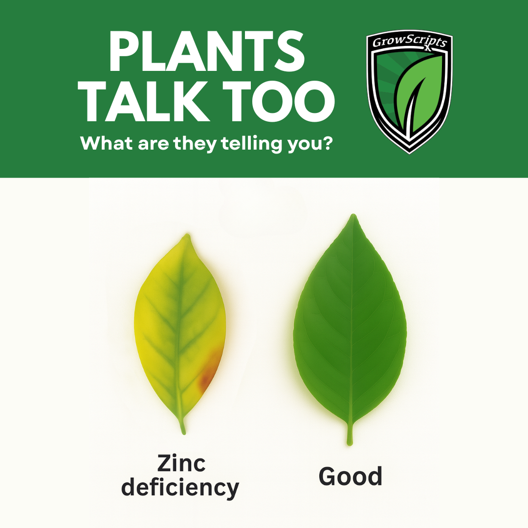 Two leaves labeled 'Zinc deficiency' and 'Good' with a green background and GrowScripts logo.