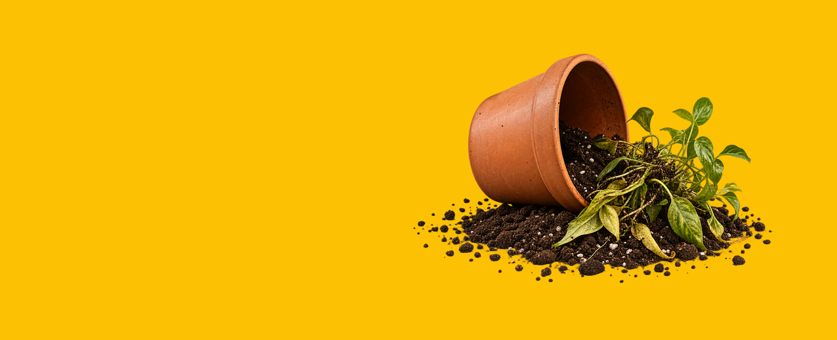 A terracotta-colored plastic pot lying on its side with dark soil and green leafy plant sprigs spilling out, set against a solid bright yellow background.