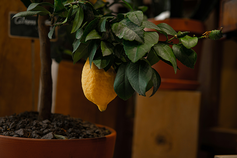 A ripe yellow lemon hanging from a potted lemon tree with green leaves, set against a warm, softly blurred indoor background.