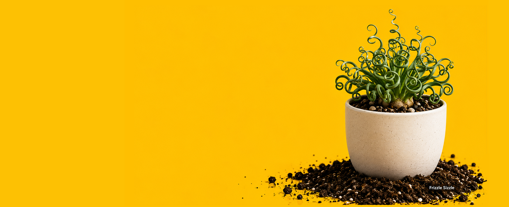 A small green succulent plant in a white ceramic pot with soil, placed on a bright yellow background with additional soil scattered around the base.