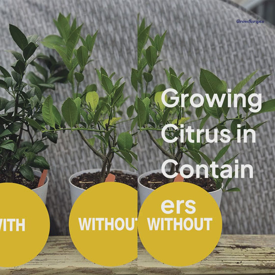 Video showcasing the container citrus tree care kit