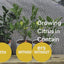 Video showcasing the container citrus tree care kit