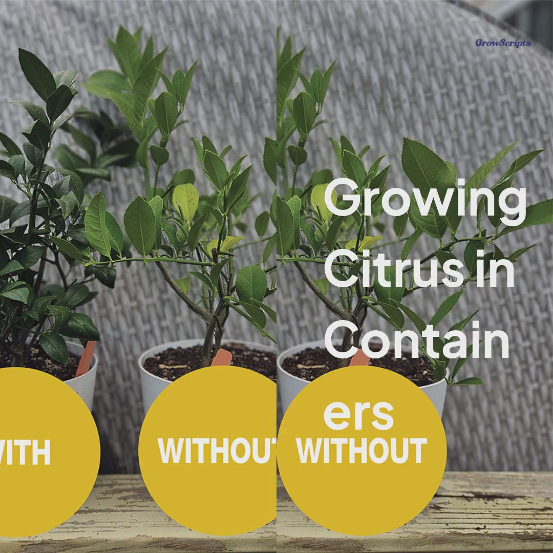 Video showcasing the container citrus tree care kit