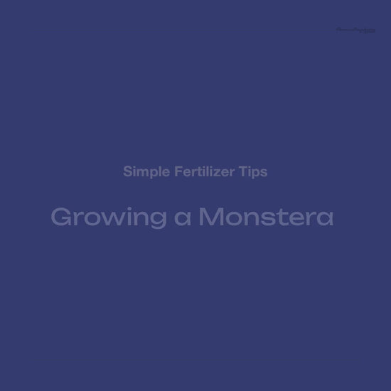 Growing a Monstera Video Promo