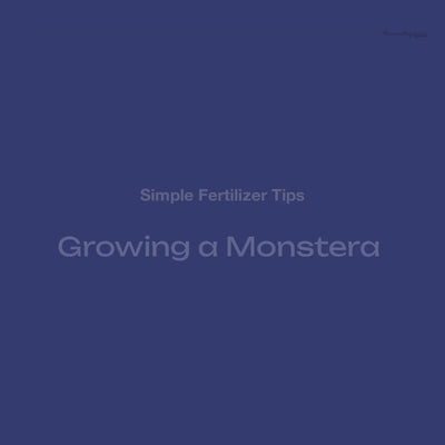 Growing a Monstera Video Promo