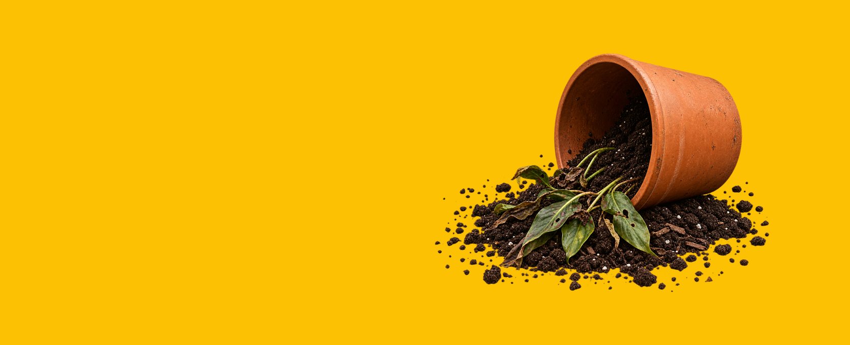 A terracotta pot tipped over on a bright yellow background, spilling dark soil and a small green leafy plant.