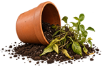 A tipped-over terracotta planter with spilled soil and small green plants growing out, isolated on a white background.