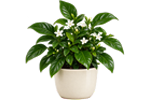 A potted houseplant with glossy green leaves and small white flowers, shown in a light cream-colored ceramic pot against a plain white background.