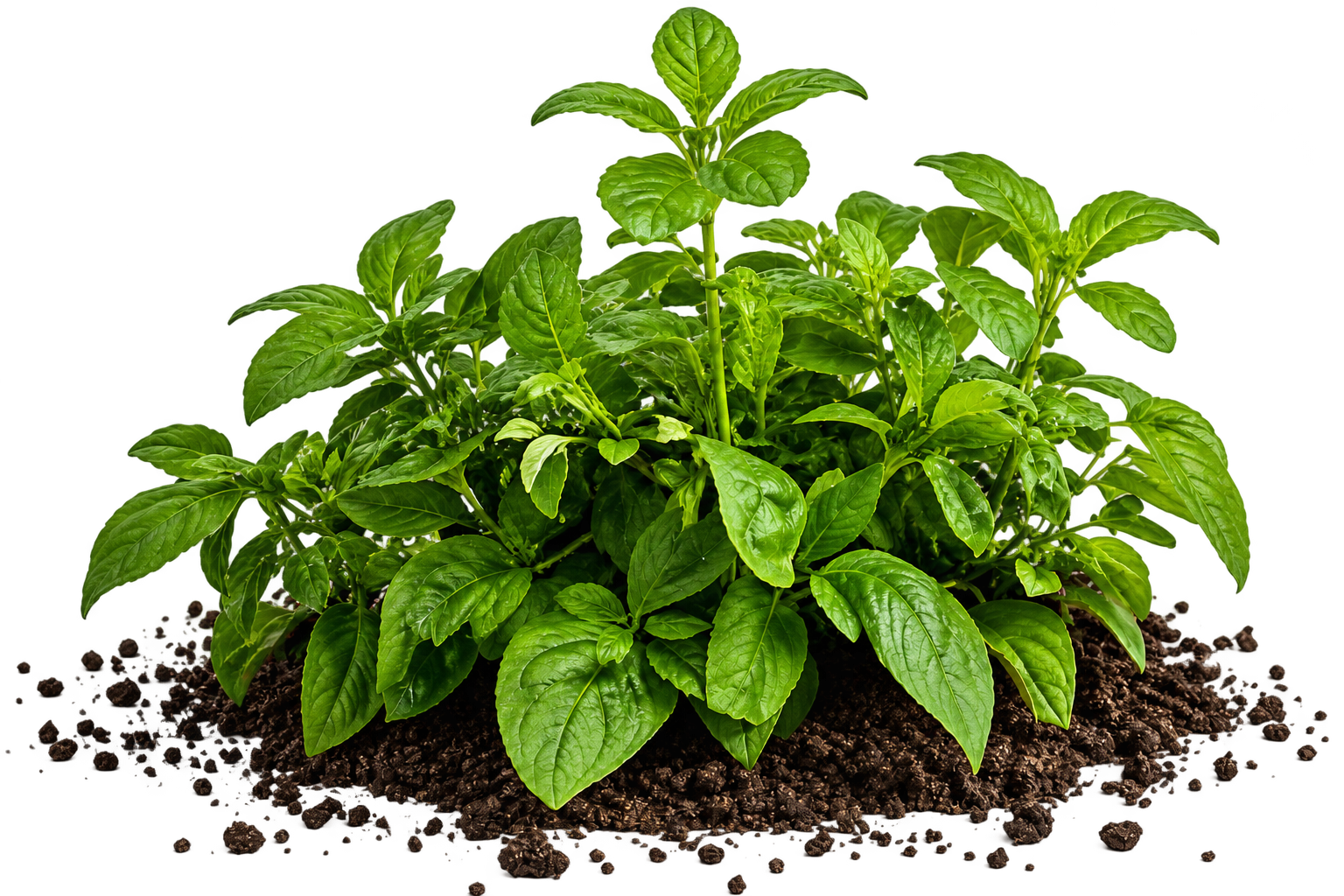A cluster of vibrant green leafy plants growing in dark brown soil, isolated on a solid white background.